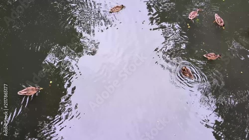 high angle top-down view of several mallard ducks swimming across a dark pond with tree reflections and gentle water ripples