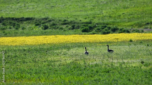 Greylag geese walking among green grass and yellow flowers
