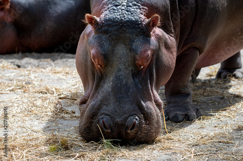 Bild auf Leinwand A close up of a hippopotamus (Hippopotamus amphibius) with its face resting on the ground at a safari park in the Netherlands the small eyes and broad muzzle in sharp focus