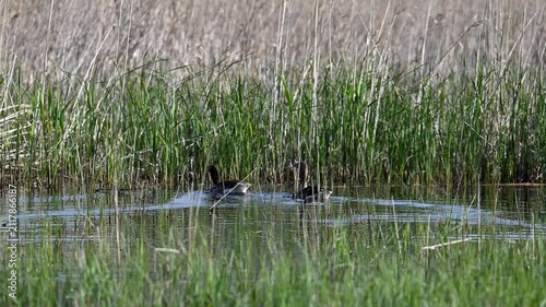 Greylag geese swimming among reeds trying to hide