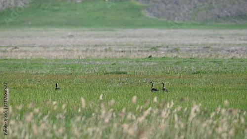 Greylag geese walking among green grass and yellow flowers