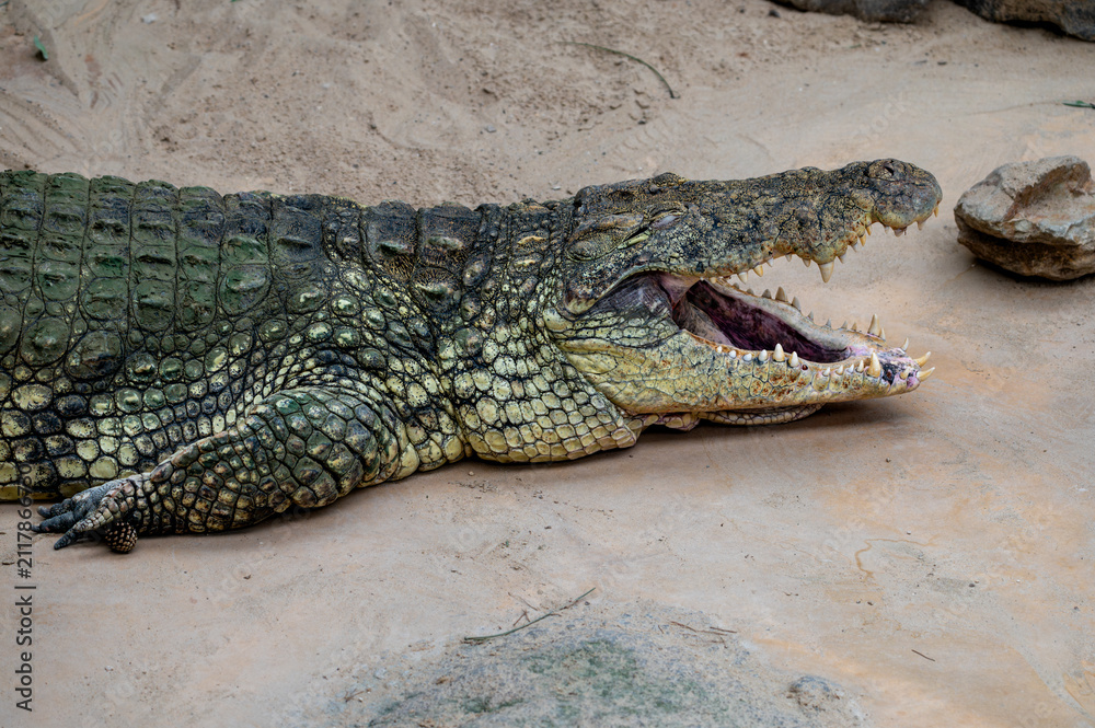 Fototapeta premium A Nile crocodile (Crocodylus niloticus) lies on warm sand with its jaws wide open to cool down at a safari park in the Netherlands revealing its rows of sharp teeth.