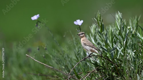 Isabelline wheatear standing among green grass and flowers