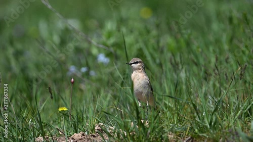 Isabelline wheatear standing among green grass and flowers