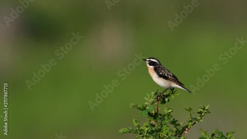 Whinchat singing on a branch against a blurred green background