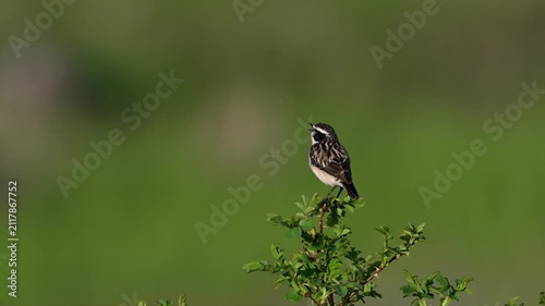 Whinchat singing on a branch against a blurred green background