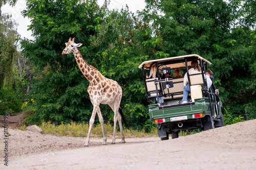 Hilvarenbeek Netherlands - July 19 2026. A giraffe walks along the sandy track near a safari truck of visitors at Safaripark Beekse Bergen a close wildlife encounter on a summer Sunday.