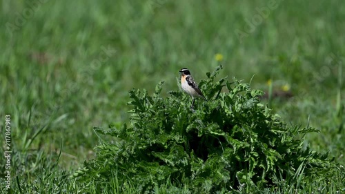 Whinchat singing on a branch against a blurred green background