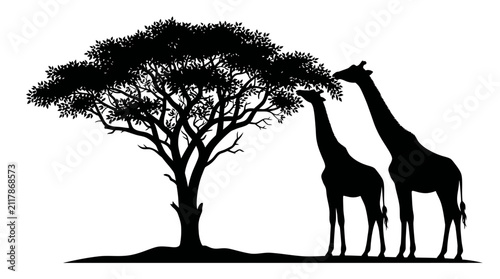 Giraffes and acacia tree black silhouette against white background