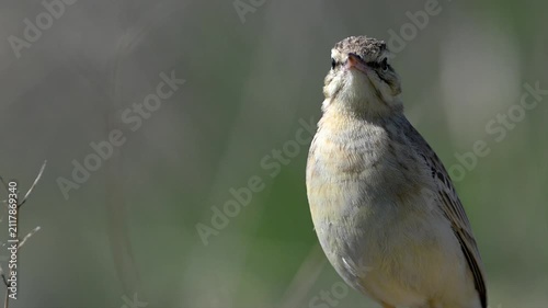 Tawny pipit perched on a rock