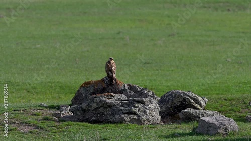 Long-legged buzzard is sitting on a rock