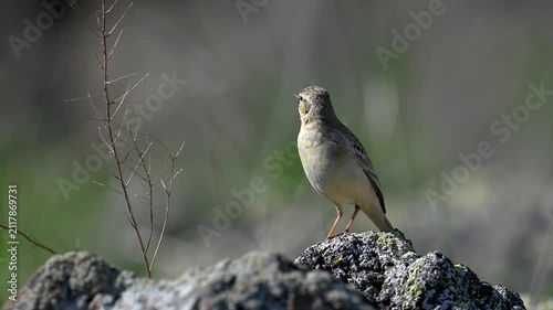 Tawny pipit perched on a rock