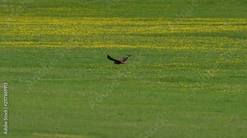 Long-legged buzzard flying over green meadows and yellow flowers