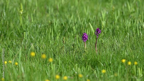 Purple orchids growing among green grass