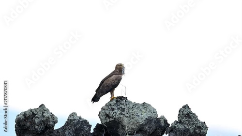 Lesser spotted eagle on a rock with its mice prey and taking flight