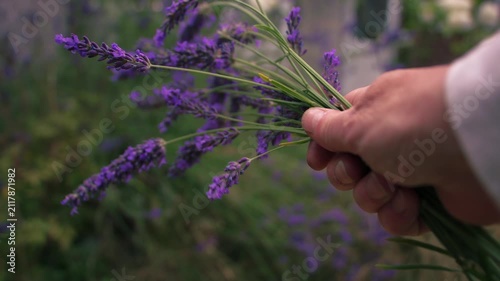 Hand holding bunch of lavender flowers 
