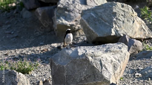 Northern wheatear perched on a rock