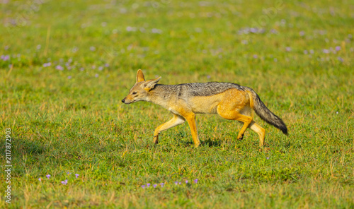 Cuadro en lienzo Black-backed jackal on the move in the Western Serengeti