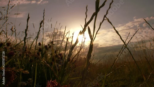 Meadow of long grass with sunset background