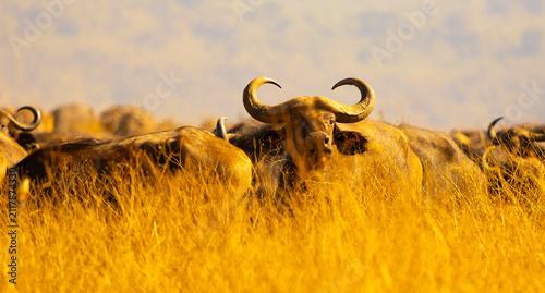 Konstfotografi African buffalo herd in tall grass