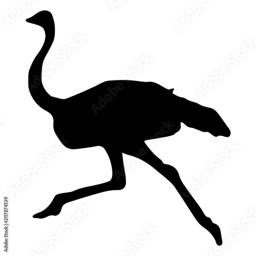 Obraz na plátně Ostrich Bird Silhouette, struthio camelus, Running Ostrich, Black Vector Icon