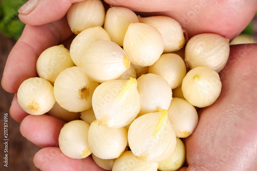Fotografía Fresh Garlic Cloves in Hands - Organic Cooking Ingredients