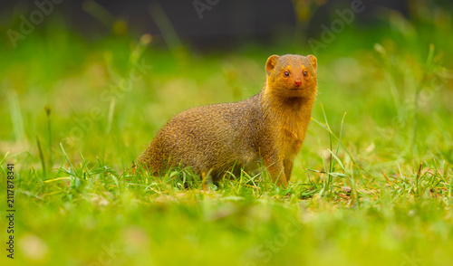 Konstfotografi Common dwarf mongoose portrait