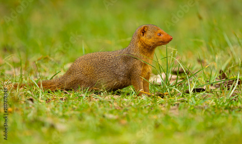 Photography Common dwarf mongoose portrait