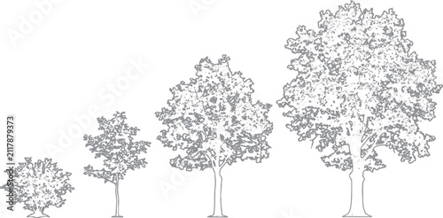 Set of four trees of different ages, from a small bush to a large mature tree