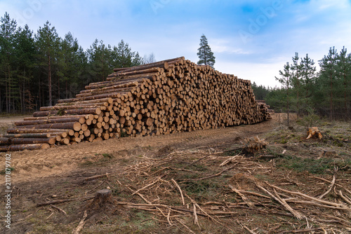 Quadro su tela Large stack of freshly harvested pine logs at a forest harvesting site in Siguld