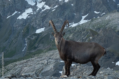 Foto Bouquetin sur sommet montagneux devant le Mont Blanc