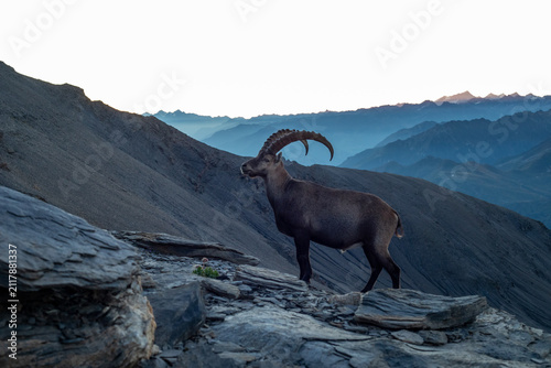 Foto Bouquetin sur sommet montagneux devant le Mont Blanc