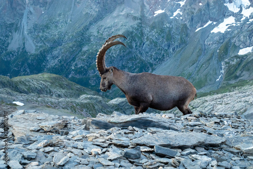 Canvastavla Bouquetin sur sommet montagneux devant le Mont Blanc