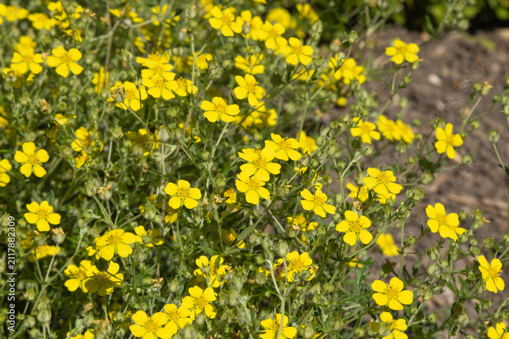 Obraz premium Potentilla argentea