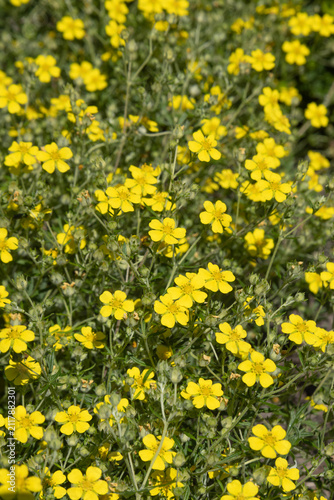 Fotografía Potentilla argentea