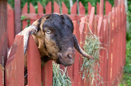 An Anglo-Nubian goat is looking out from behind the fence.