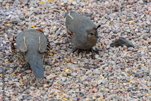 Gambel's Quail eating seeds 