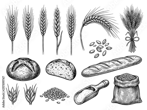 Hand drawn wheat ear and sourdough bread sketch set, vintage engraving vector on white background