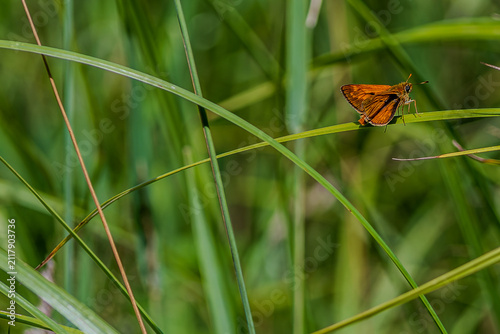 Ein Schmetterling sitzt auf einem Grasstängel in einer grünen Wiese an einem sonnigen Tag