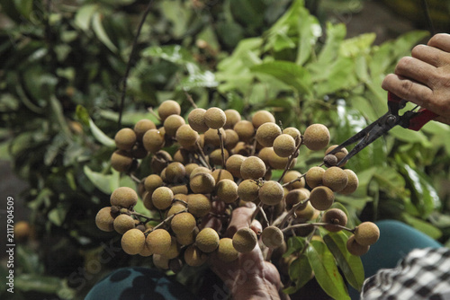 Fresh Longan Fruit Harvest from Thailand - Tropical Asian Fruit Cluster on Tree Branch