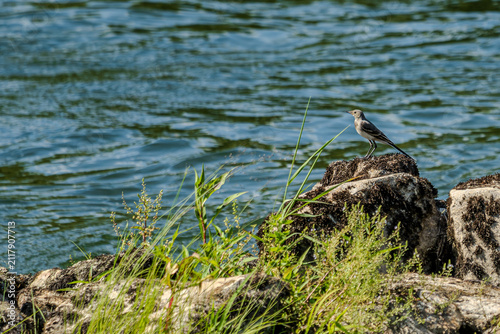 Ein Vogel sitzt auf einem Stein am Wasser in der Natur während des Tages