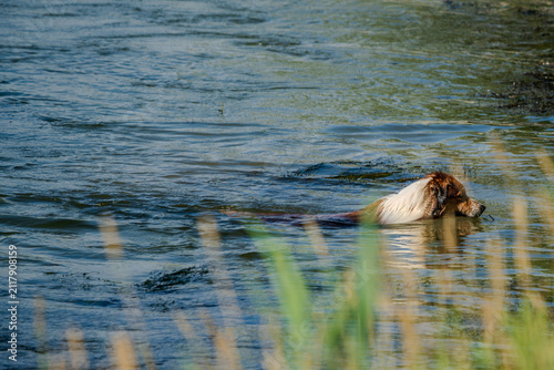 Hund schwimmt im Wasser eines Flusses mit hohem Gras am Ufer in der sonnigen Tageszeit