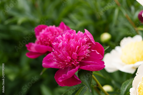 A woman's hand gently touches a blooming pink peony flower Paeonia Close-up shot in soft natural daylight with a blurred garden background.