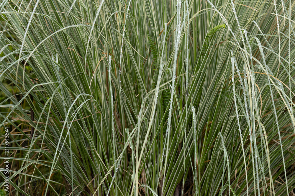 Fototapeta premium Morning Dew on Variegated Ornamental Grass Foliage