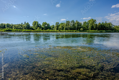 Flusslandschaft mit Wasserpflanzen und Bäumen am Ufer auf einem sonnigen Tag