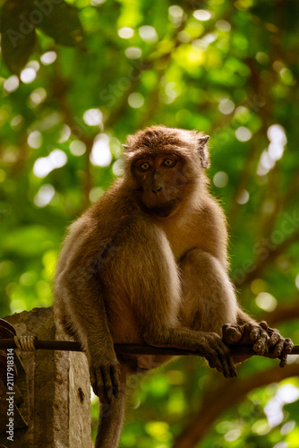 Canvas Print Monkey