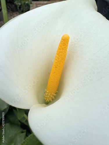 White calla lily bloom with upright yellow spadix showing botanical elegance