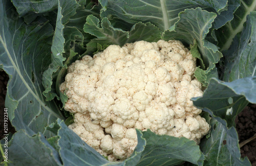 Obraz na płótnie In organic soil grows cauliflower