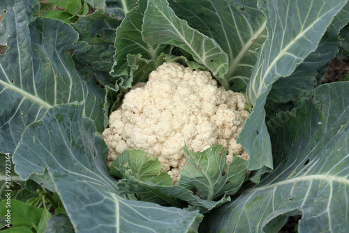 Fotografie In organic soil grows cauliflower