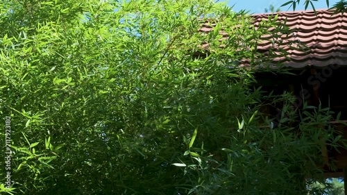 Plants with green leaves stand tall next to a brown roof in a garden. Sunlight shines on the leaves, highlighting their color. The sky is clear and blue.